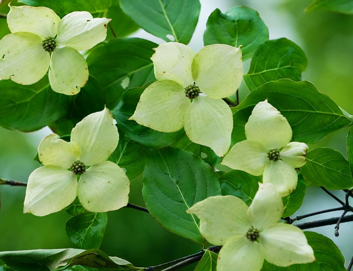 春游观赏的花有哪些,春天赏花什么花好看