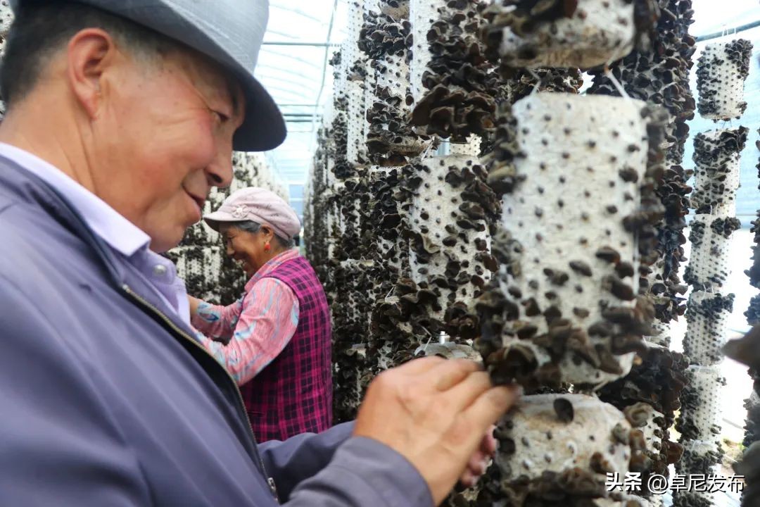木耳种植示范村,木耳产业新模式乡村