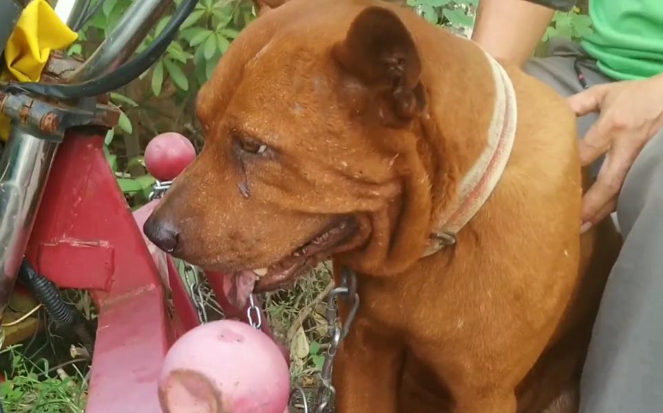 一条土狗多少元,一条土狗卖七八百