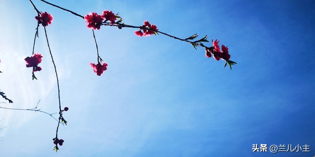 清明节习俗日记10字左右,清明节习俗简短100字