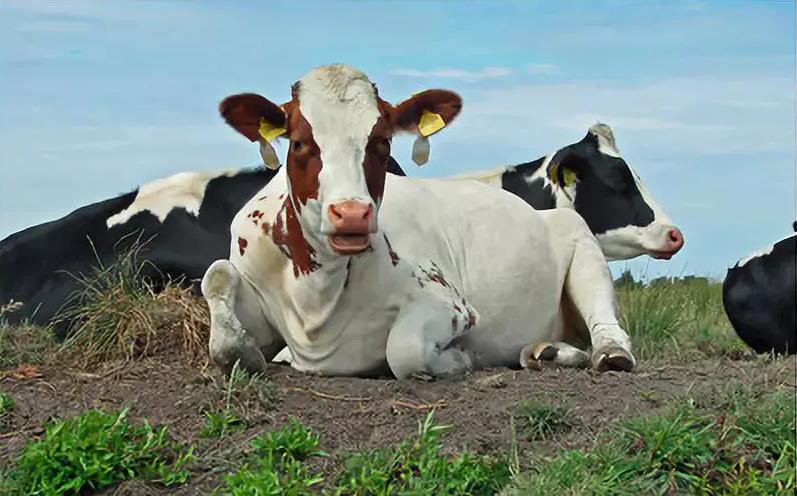 养牛过程中最怕遇到什么问题,养牛积食怎么快速消除