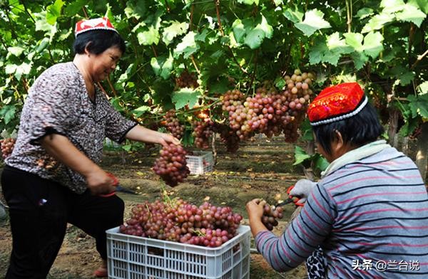 维吾尔族第二大聚居地,维吾尔族主要居住在哪几个省