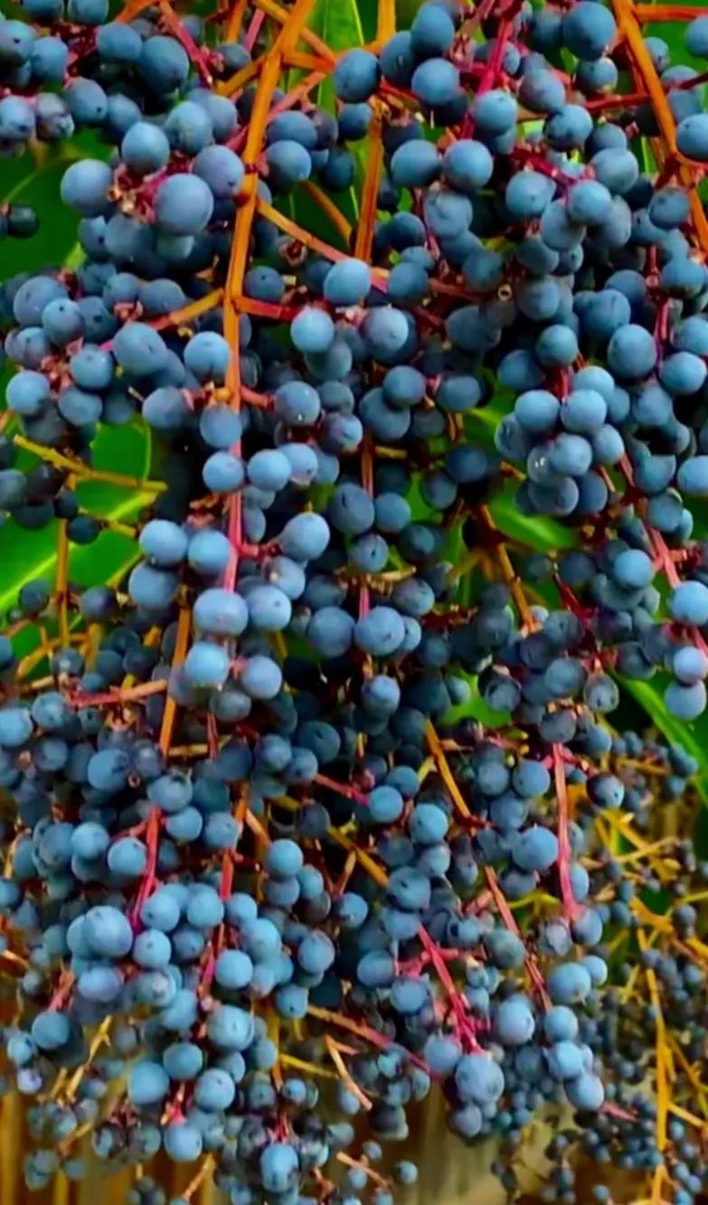 女贞子图片树木,女贞子树彩图