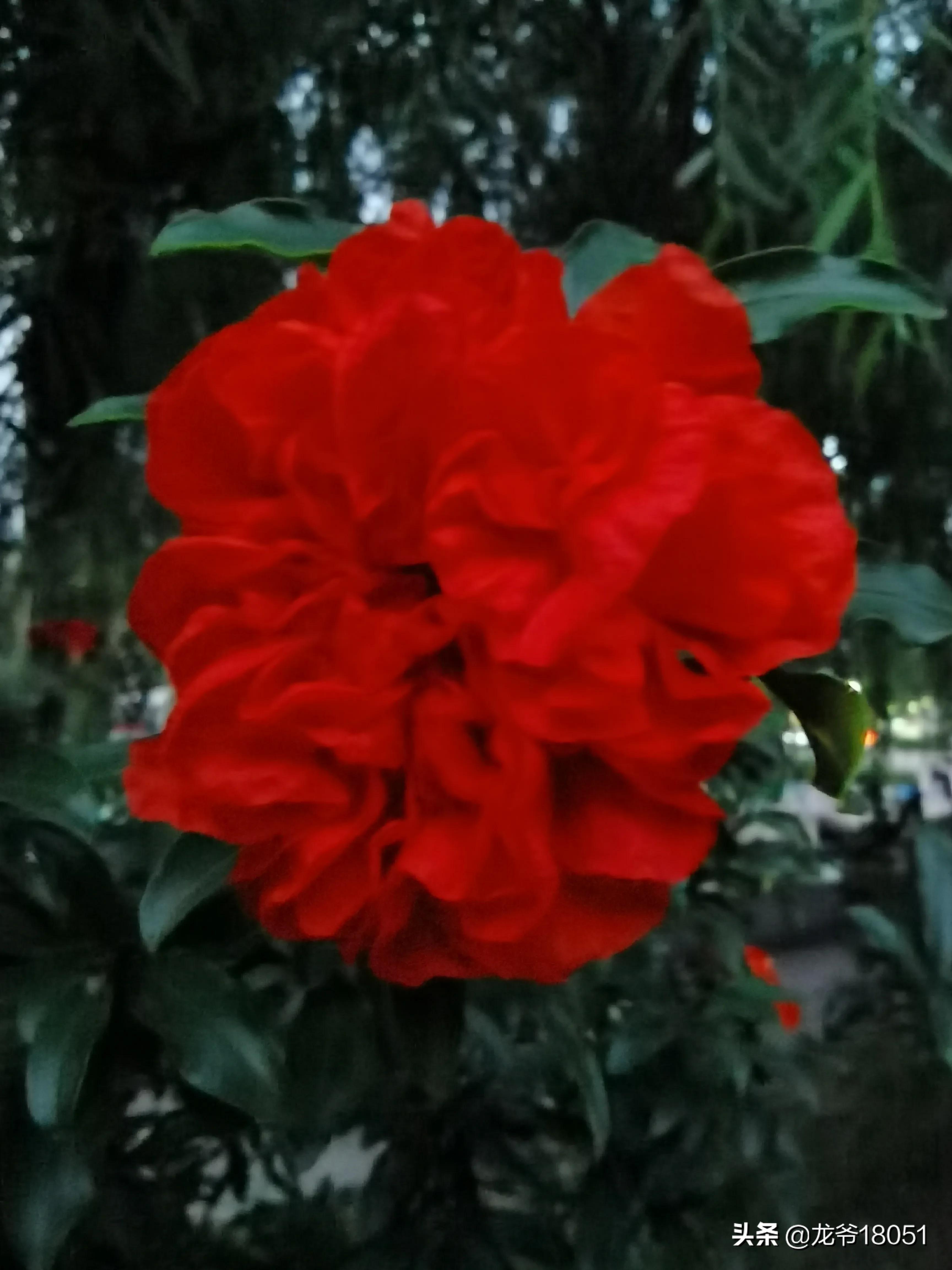 国色绽放红胜火，凌霄花开分外香