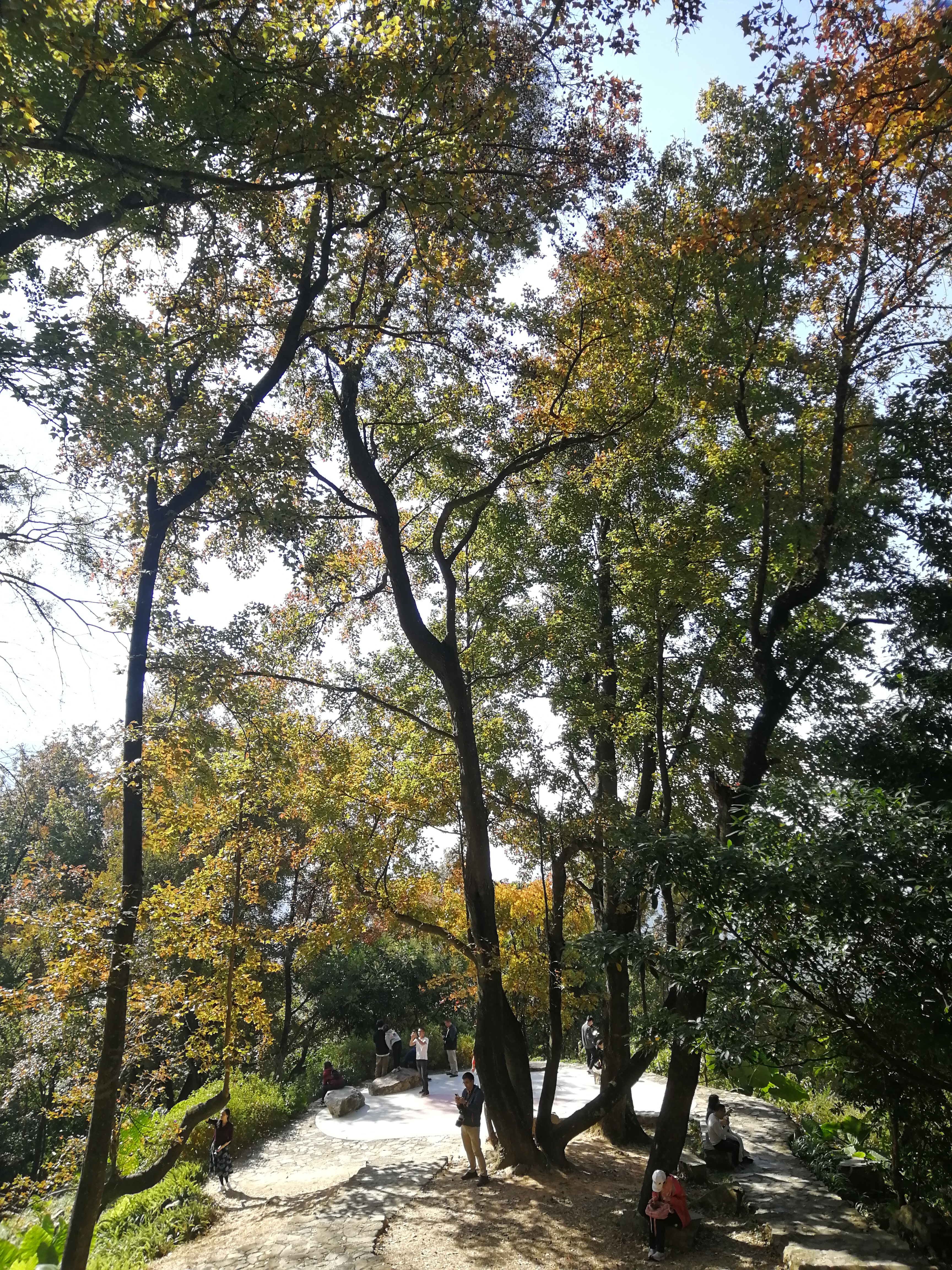 石门森林公园樱花谷交通线路,从化石门公园枫叶