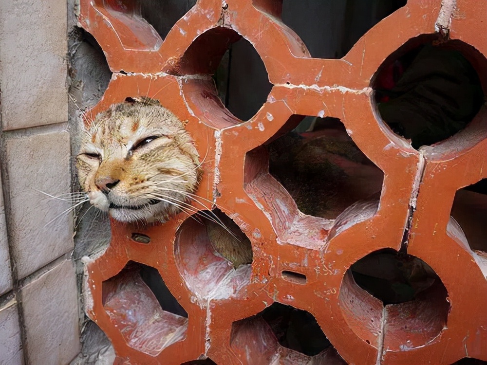 别人家的猫是液体还是固体,猫都是水做的