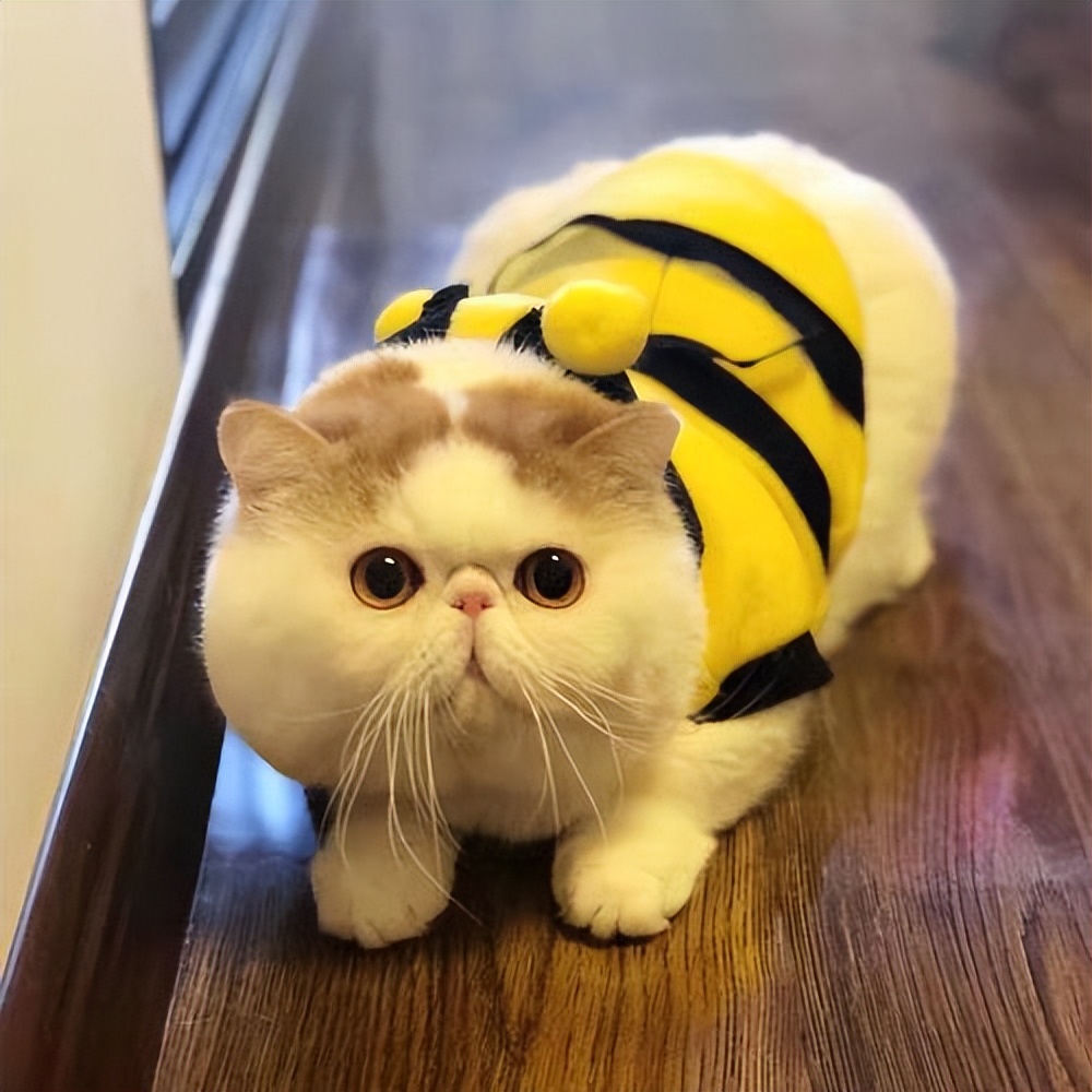 路上遇见这种猫一定要捡回家,捡到这五种猫一定要带回家