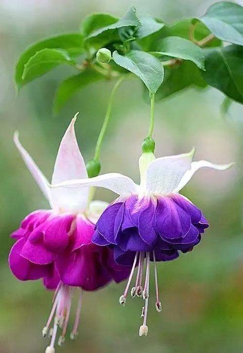美丽的花倒挂金钟,美丽的倒挂金钟花图片