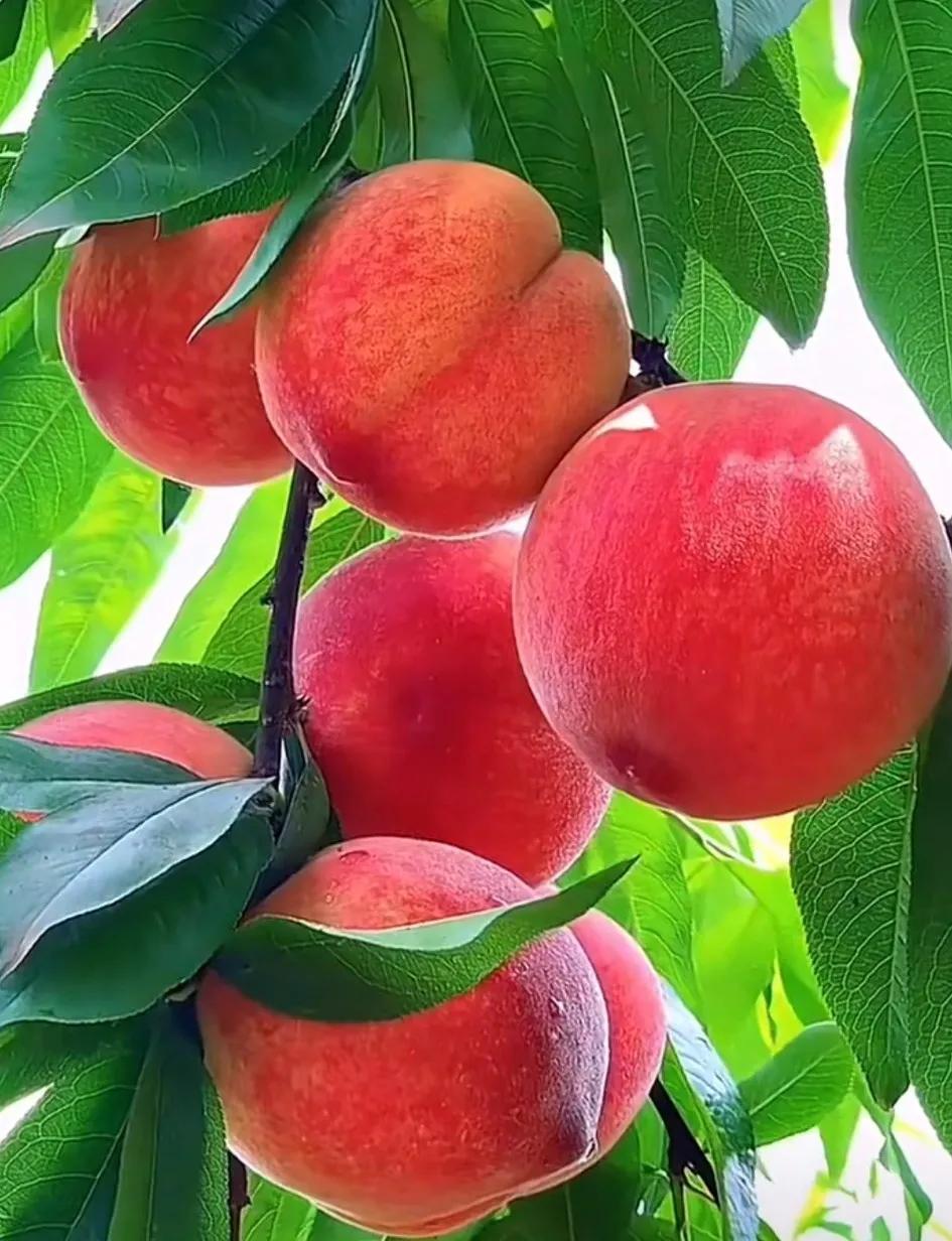 鐡滄灉椋橀澶忔棩鐐庣値,澶忔棩鐐庣値鐡滄灉椋橀