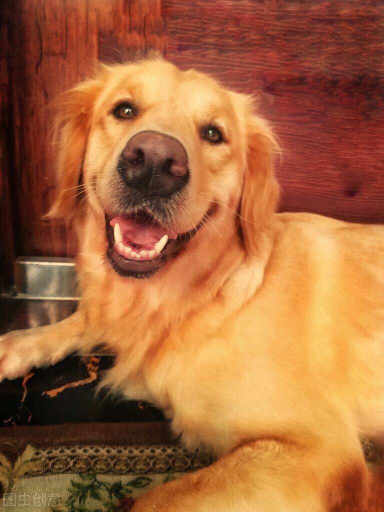 狗狗来姨妈吃什么,狗狗也有姨妈吗