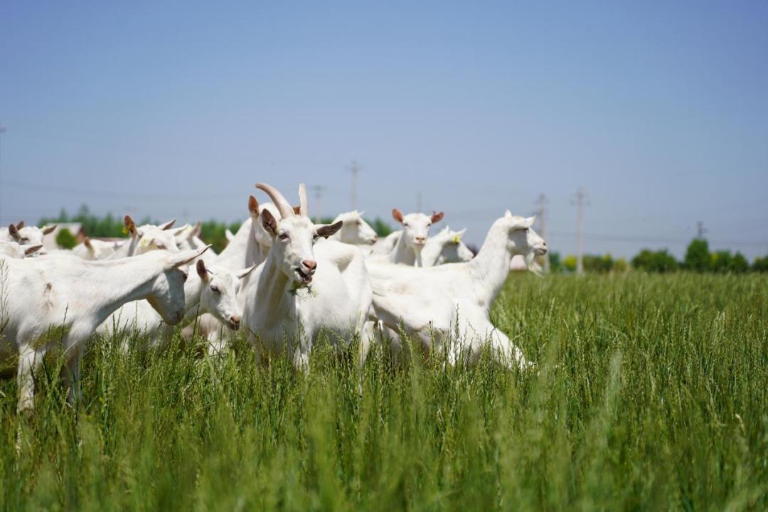 谁在抢大宗商品,谁在抢tiktok市场