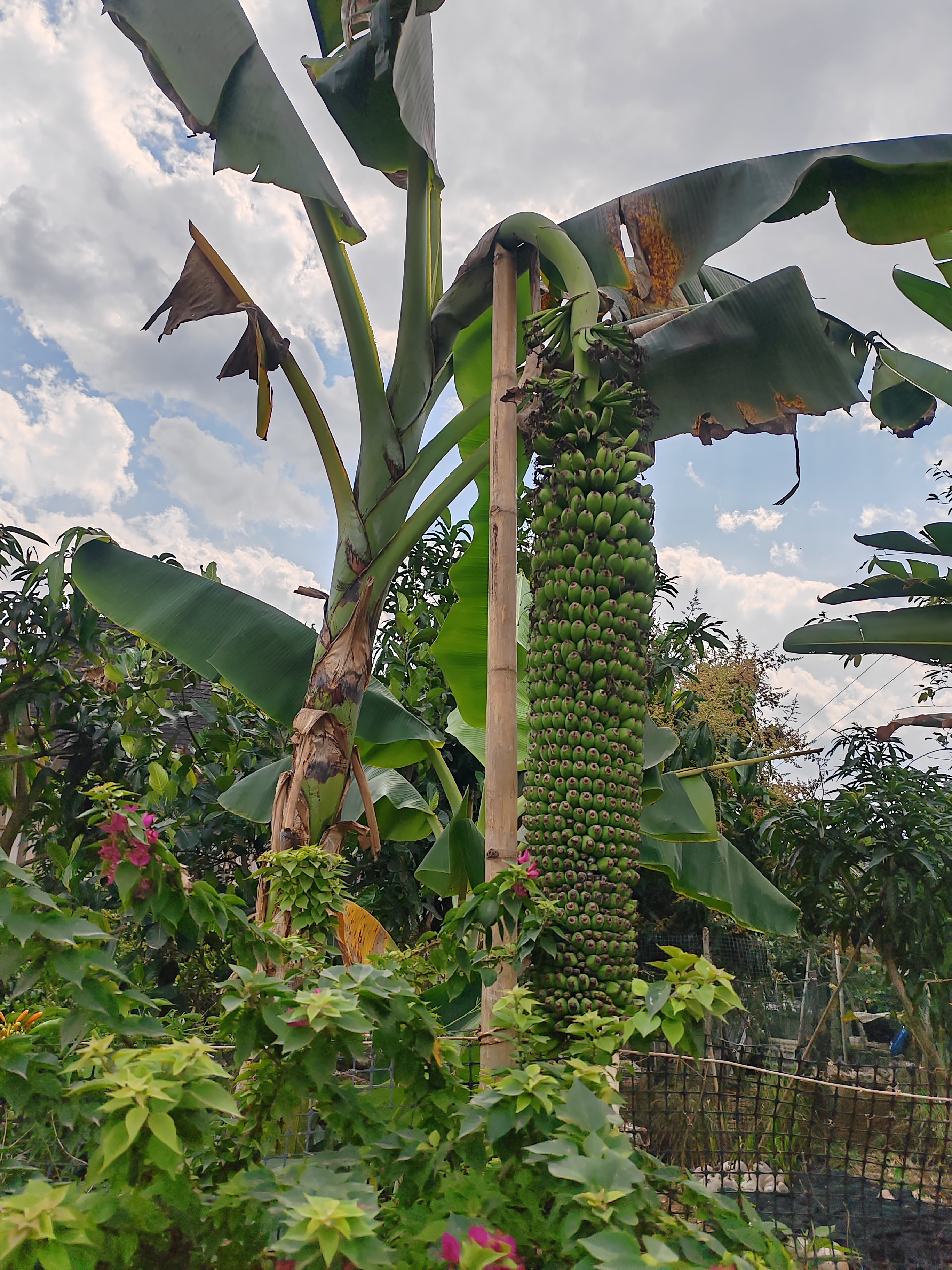 西双版纳傣族村寨和傣族园,西双版纳美丽的傣族园