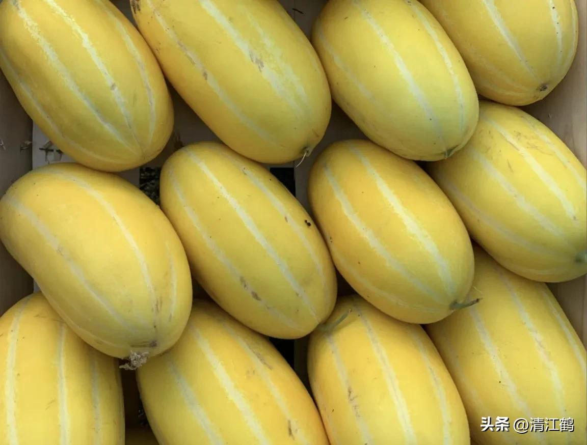 有什么好吃的甜瓜品种适合种植,适合南方种植的黄色厚皮甜瓜品种