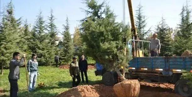 种植技术17问，园林人你知道这些么？