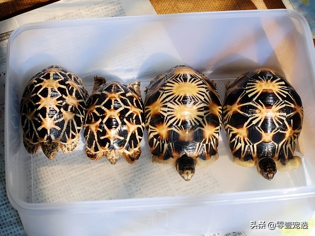 世界珍稀陆龟之辐射陆龟,饼干陆龟和辐射陆龟