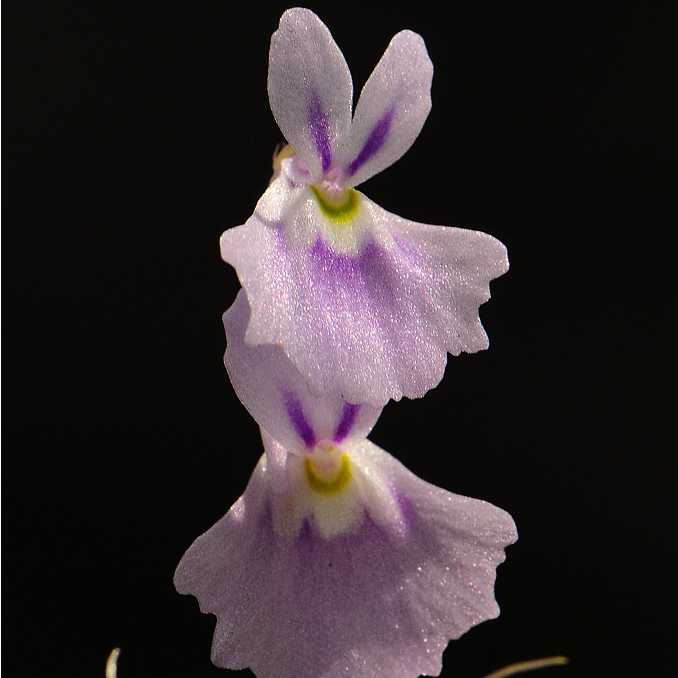 长得像兔子的食虫植物,你见过像草莓一样的食虫植物