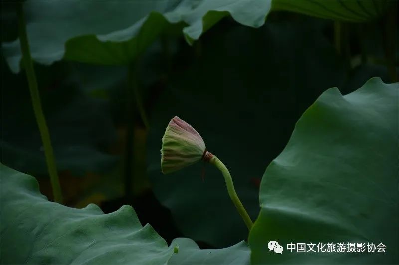 潘塘公园庆庆游乐场,潘塘公园的荷花池作文