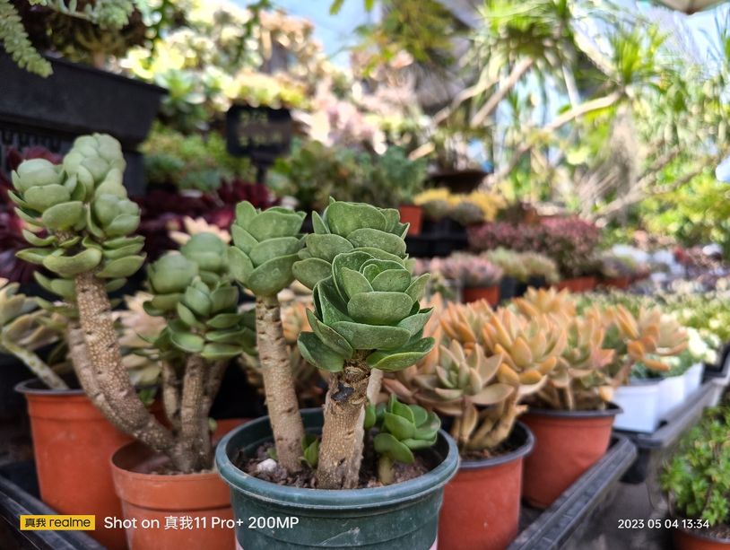 realme真我11pro拍照变焦,realme真我11pro拍照测评