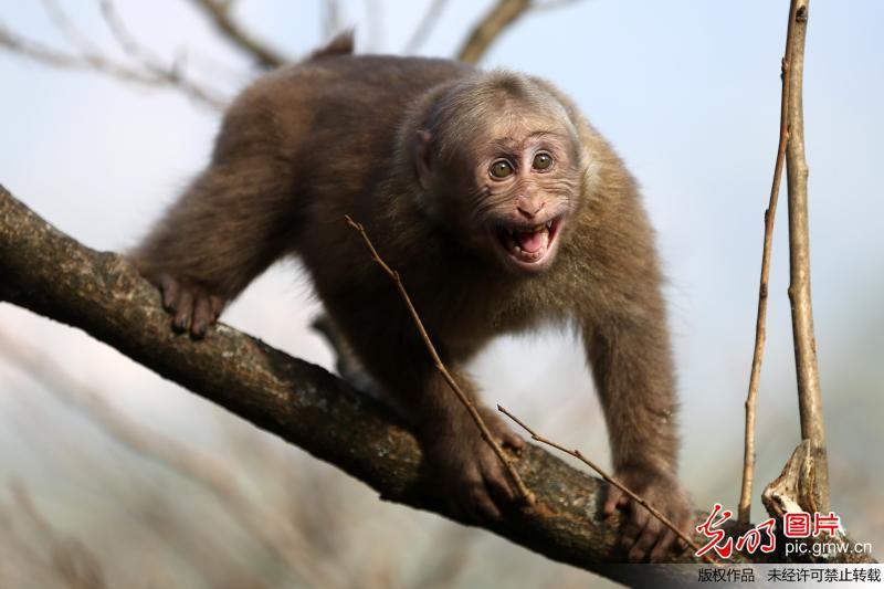 猴崽苦练猴爪功和铁砂掌，随母逃亡八年后竟然一掌成王|故事