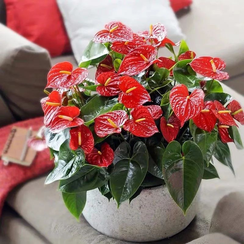 冬天红掌怎么养才能更旺盛,怎样养好红掌开花