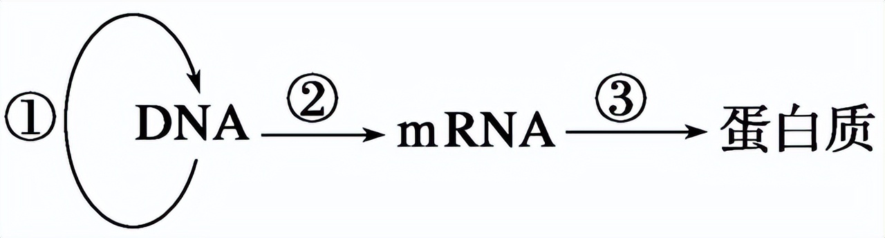 高中生物变异和育种知识点,高中生物变异育种进化思维导图