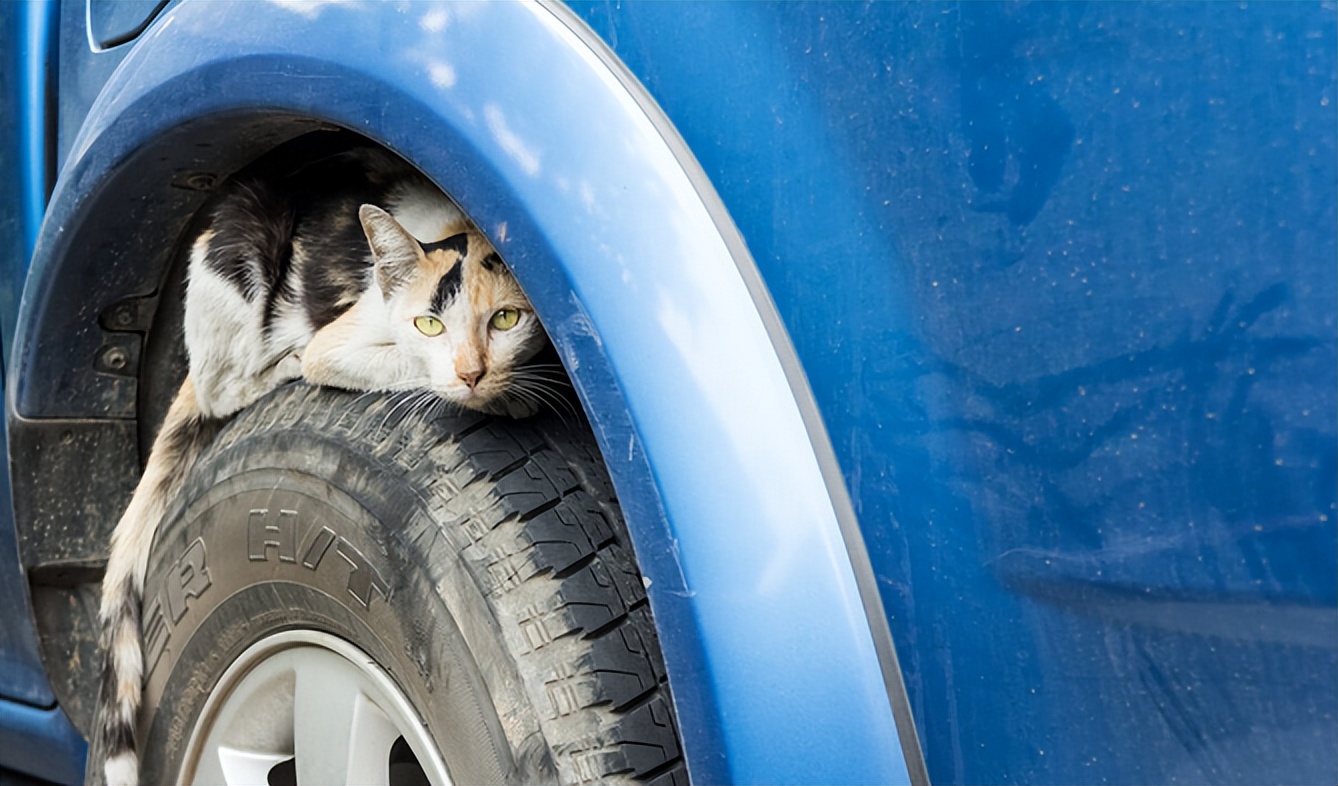 虎头凤冬季掉毛怎么解决,八哥冬季掉毛了是什么原因