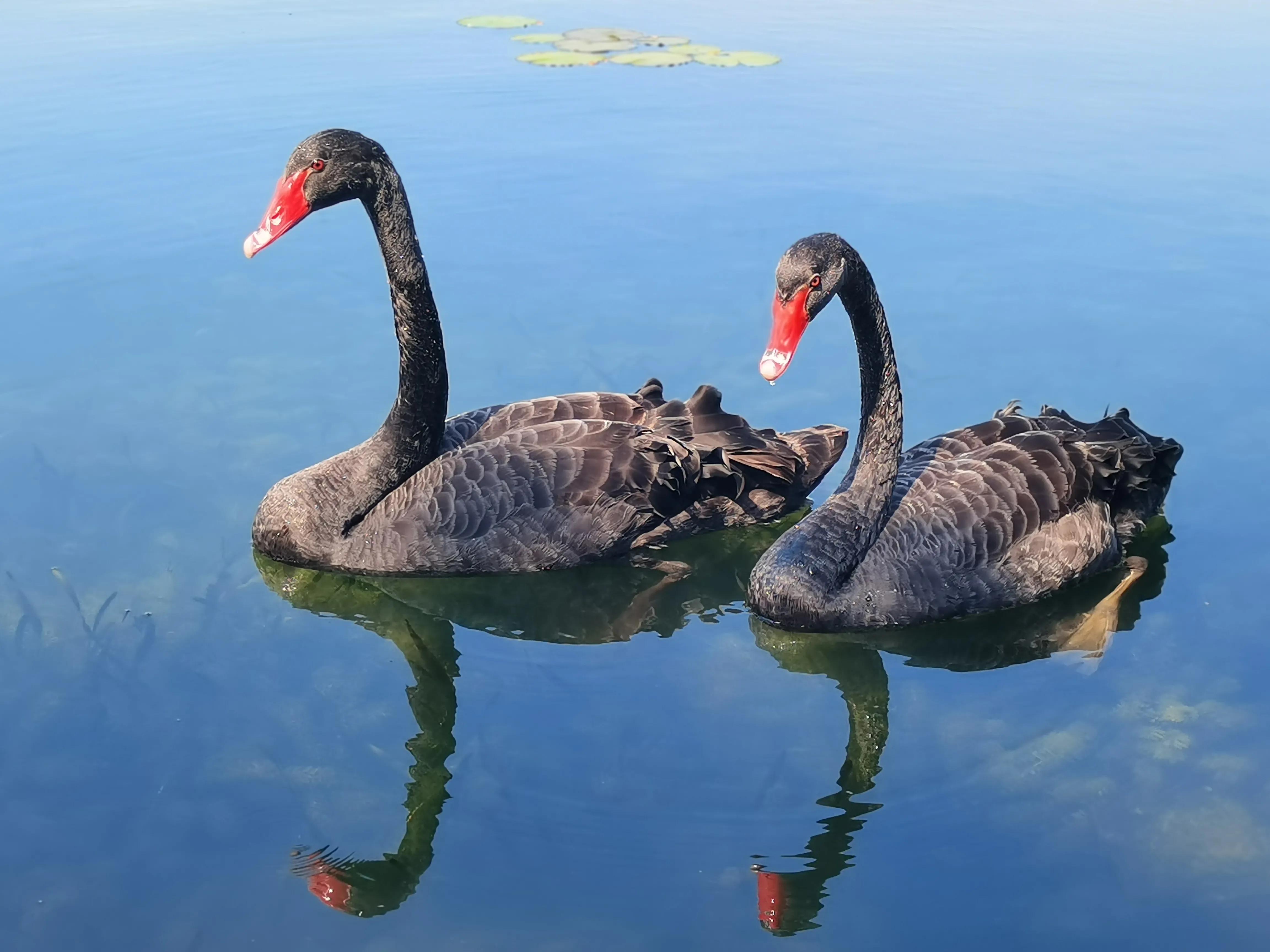 四川成都一对黑天鹅私奔,情人节黑天鹅