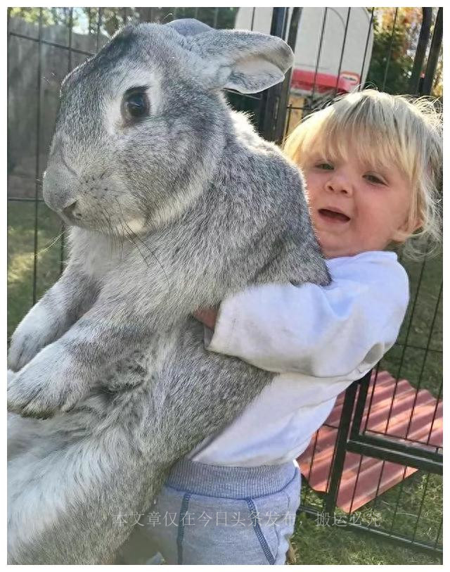 mrna疫苗的研发历程,mrna疫苗的发展趋势