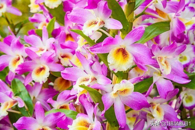 分享美图图片,紫罗兰花写实风图片