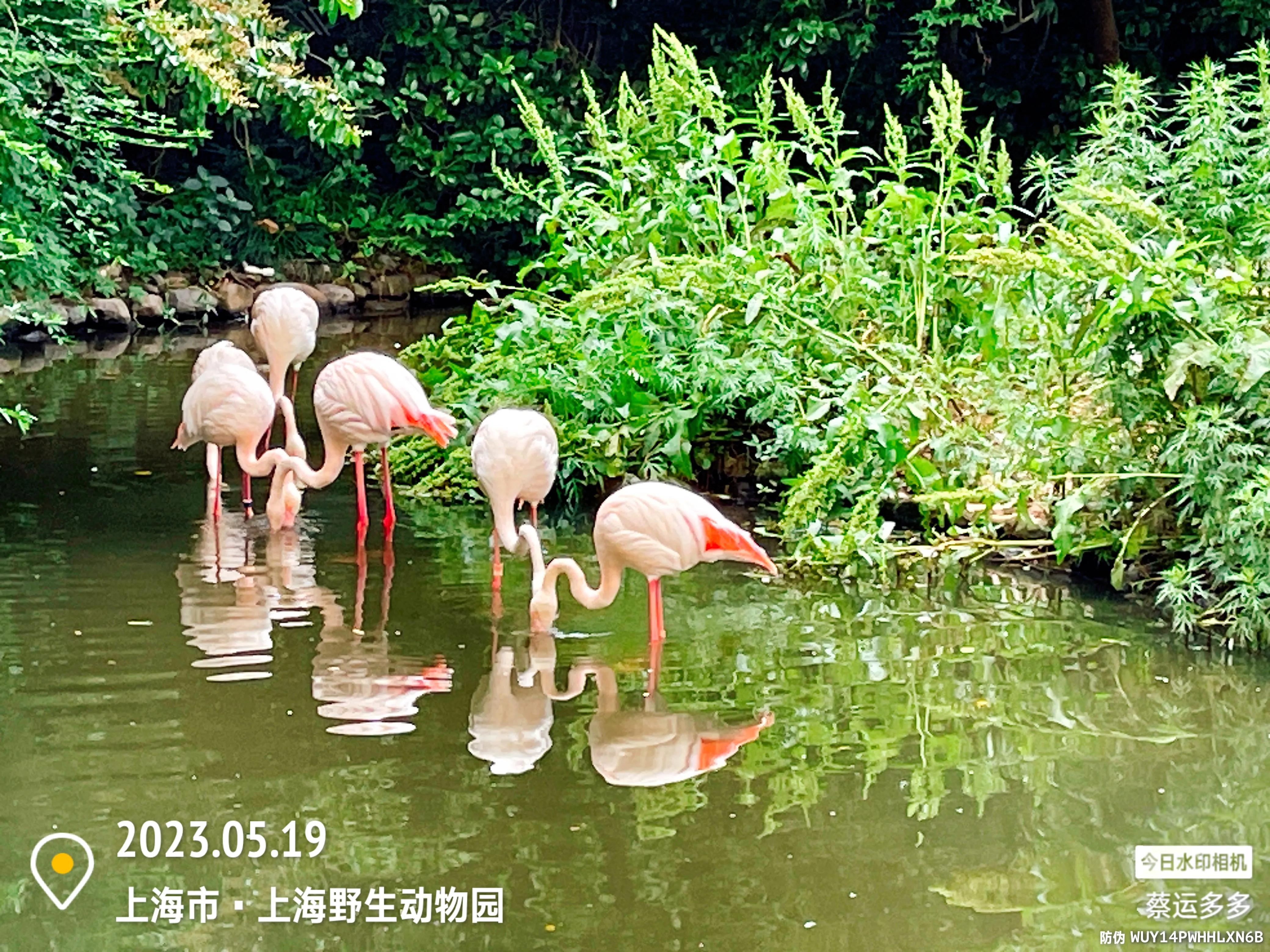 我喜爱的动物是小猫,什么动物招人喜爱