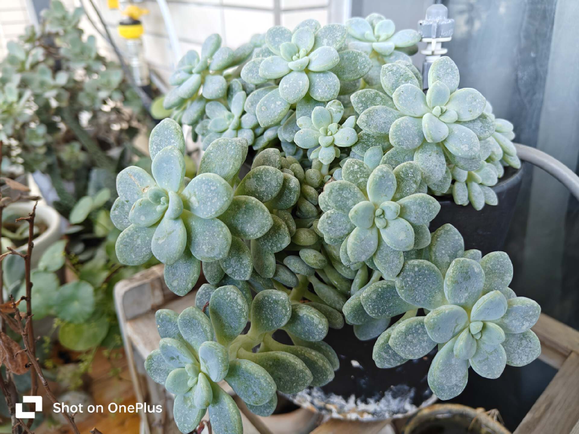 IMX890主摄+OPPO旗舰影像调校，一加Ace2Pro拍照体验实测