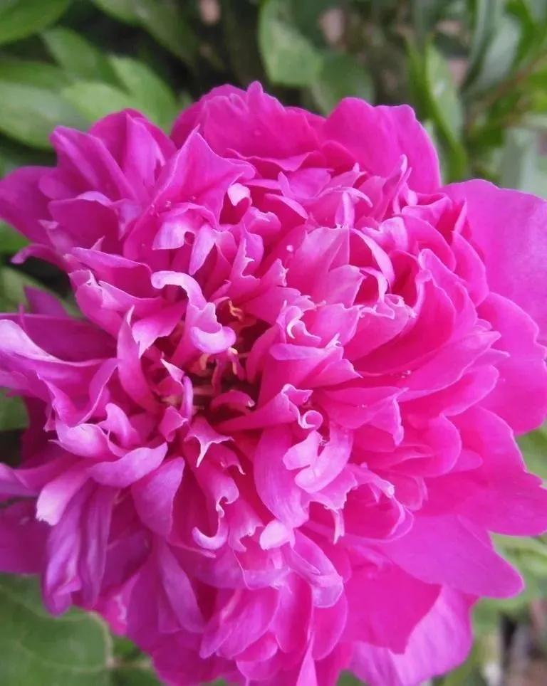 这二十幅极品花卉越看越醉,超好看又耐看的花卉图