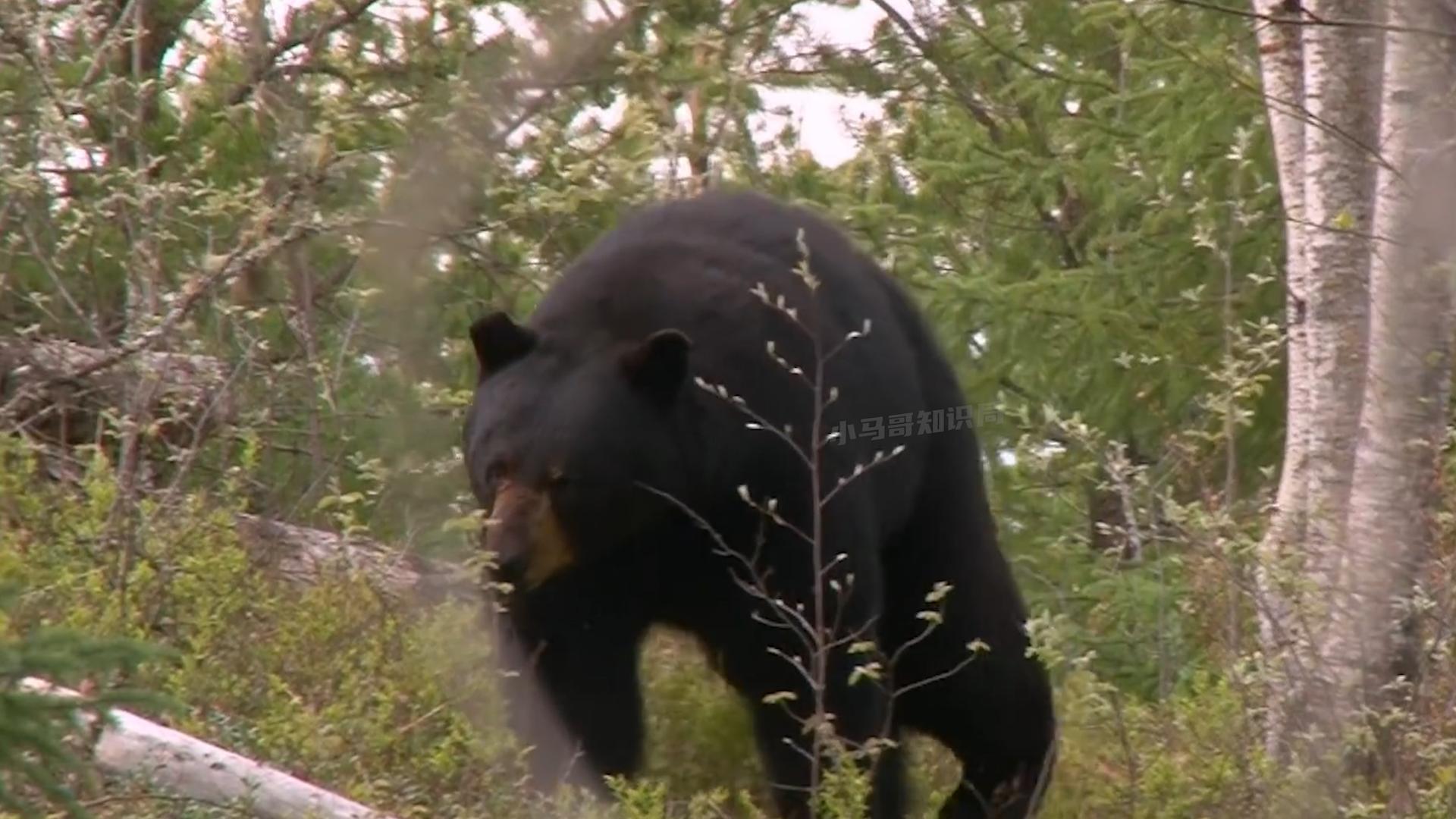 活着插管取胆,老了分解卖钱,活熊取胆那么残忍,为什么不禁止?