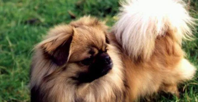 《失犬*藏西**老兵与神秘圣僧的相遇》