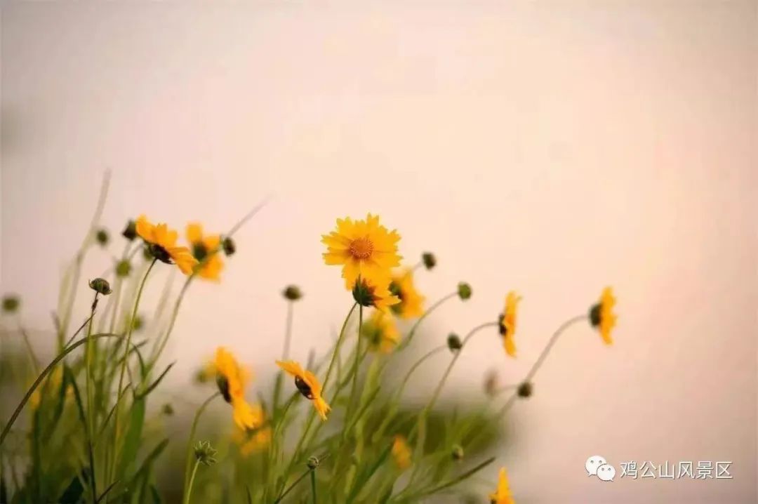 鸡公山山花|春末夏初的迎花使者——金鸡菊