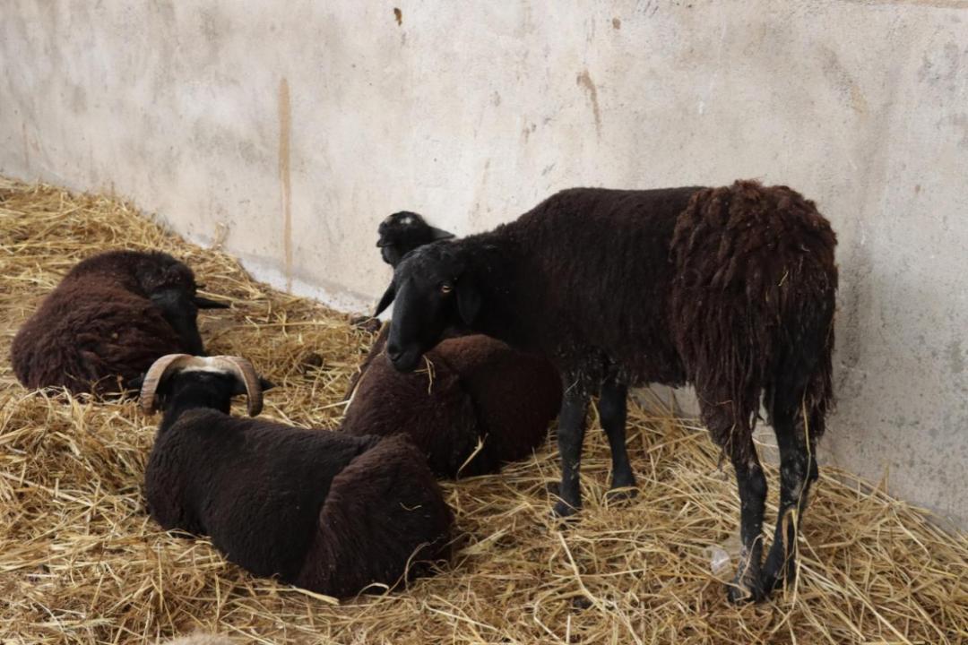 东西部共建产业园区,东西部协同发展