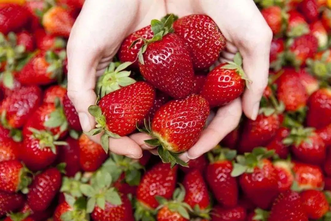 草莓的秘密,草莓的10种秘密