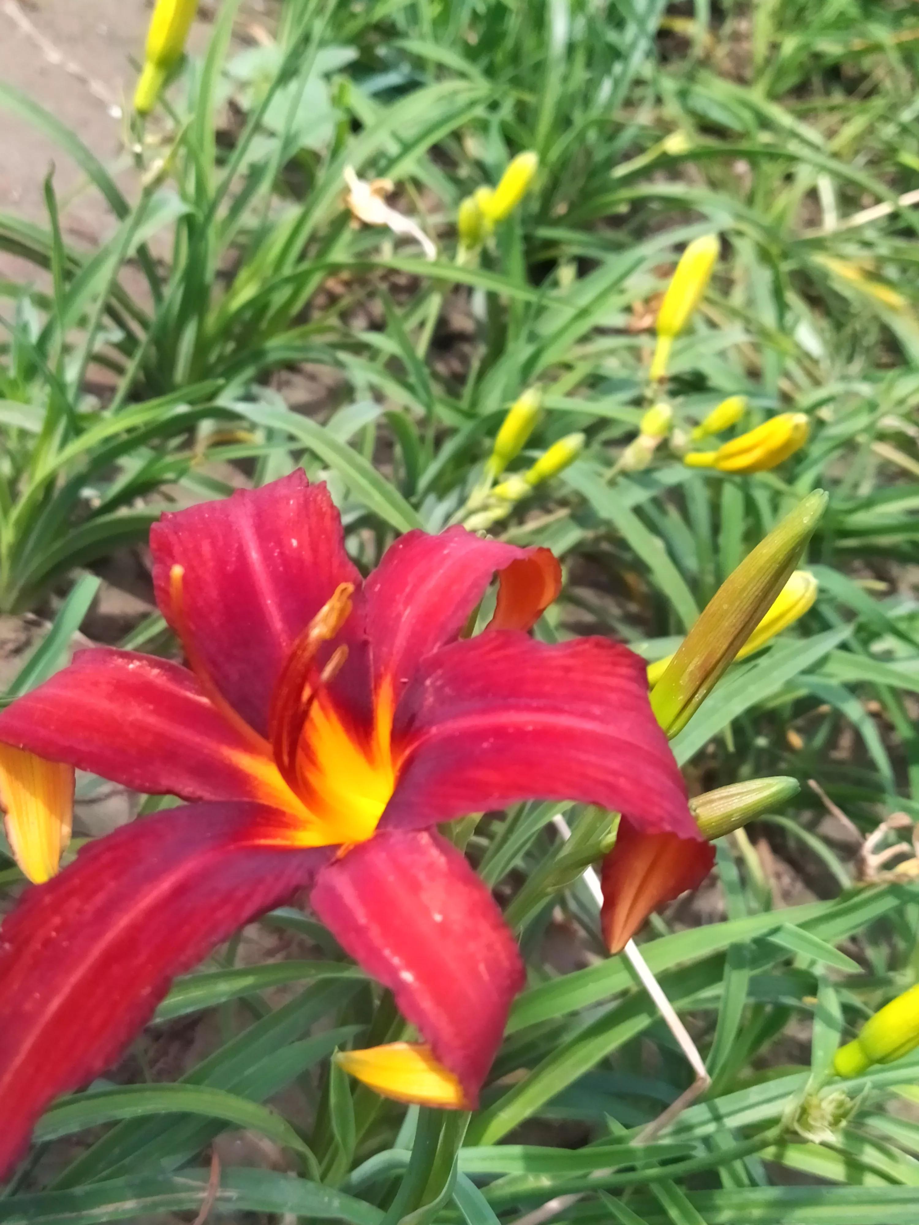 萱草花几种色,萱草花什么颜色