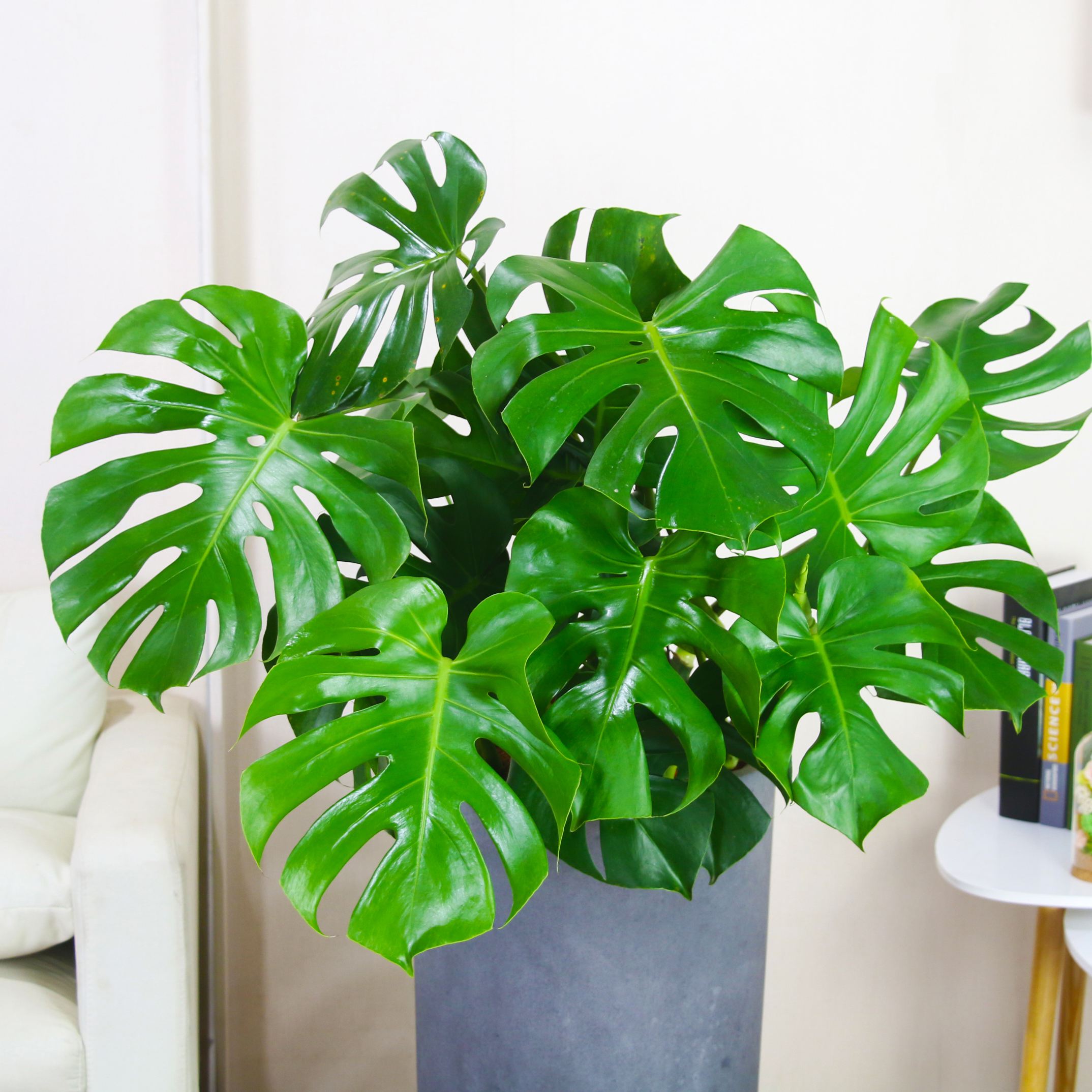 养什么花吸收废气最好,家里好养又可以除烟味的花