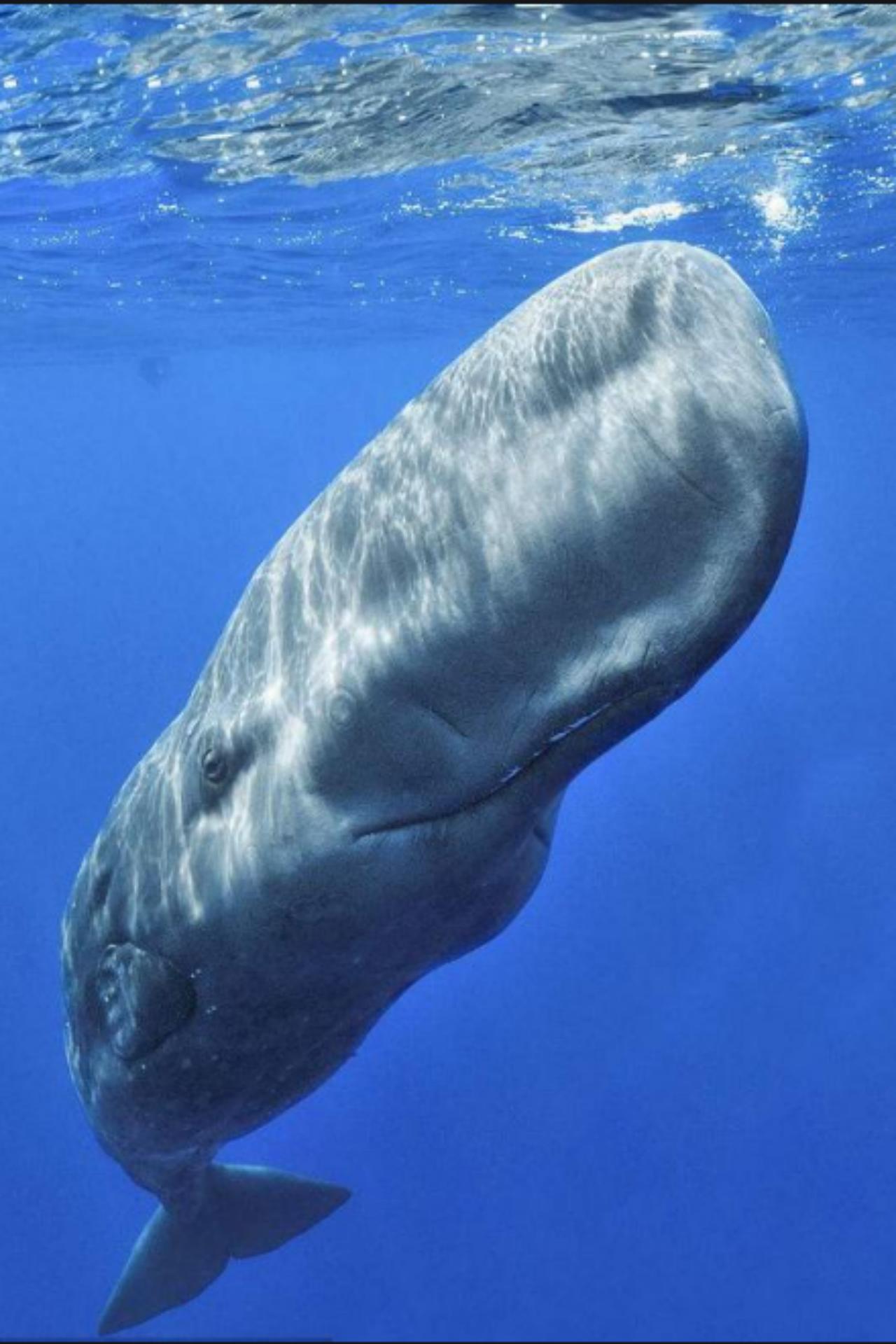 渔民在印度洋捞鱼发现尸体,也门渔民捡到127龙涎香