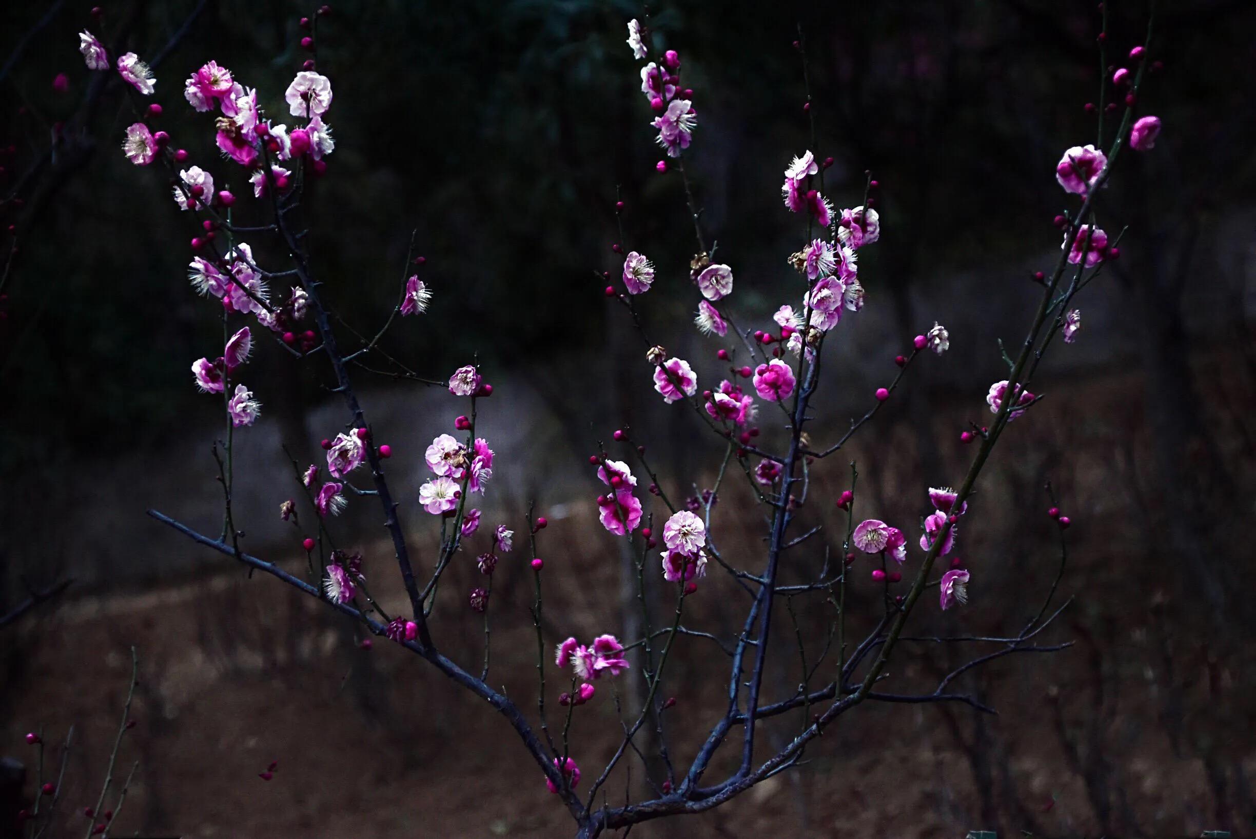 花卉摄影秋日的浪漫,花卉摄影春暖梅花开