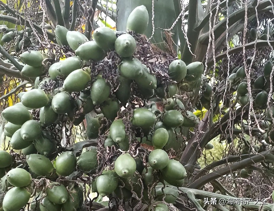 2022年海南槟榔预测价格,2022年11月2日海南槟榔价格