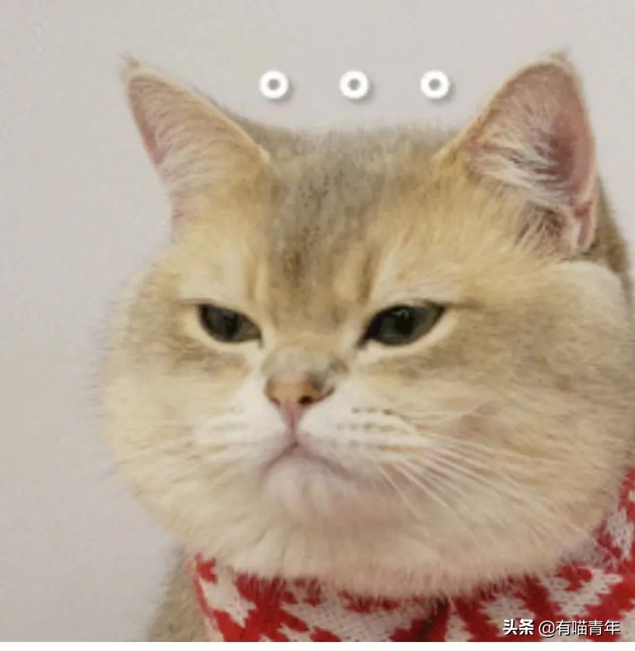 被央视曝光的猫粮,进口猫粮与国产猫粮能掺起来吃吗