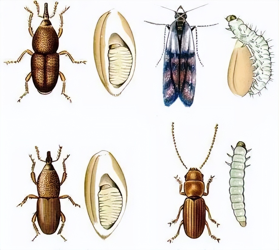 米放进密封盒为什么还是生虫,米如何存放不会生虫