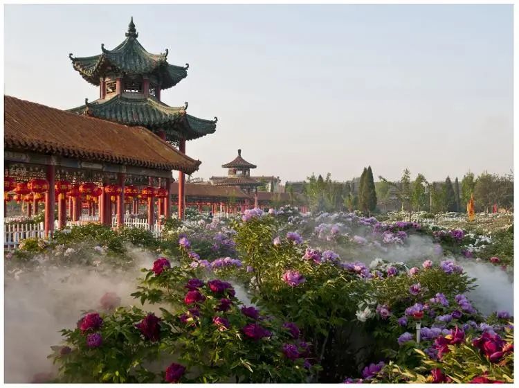 菏泽牡丹节赏花攻略,菏泽春日赏花攻略