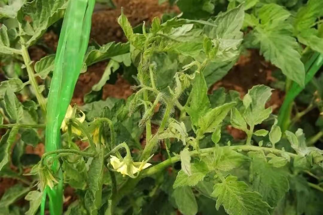 西红柿花脱落凸起是怎么回事,西红柿花谢了是咋回事