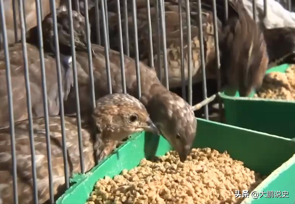 2021年山东富二代研制凤凰蛋，被嘲笑人傻钱多，一年狂赚1000万