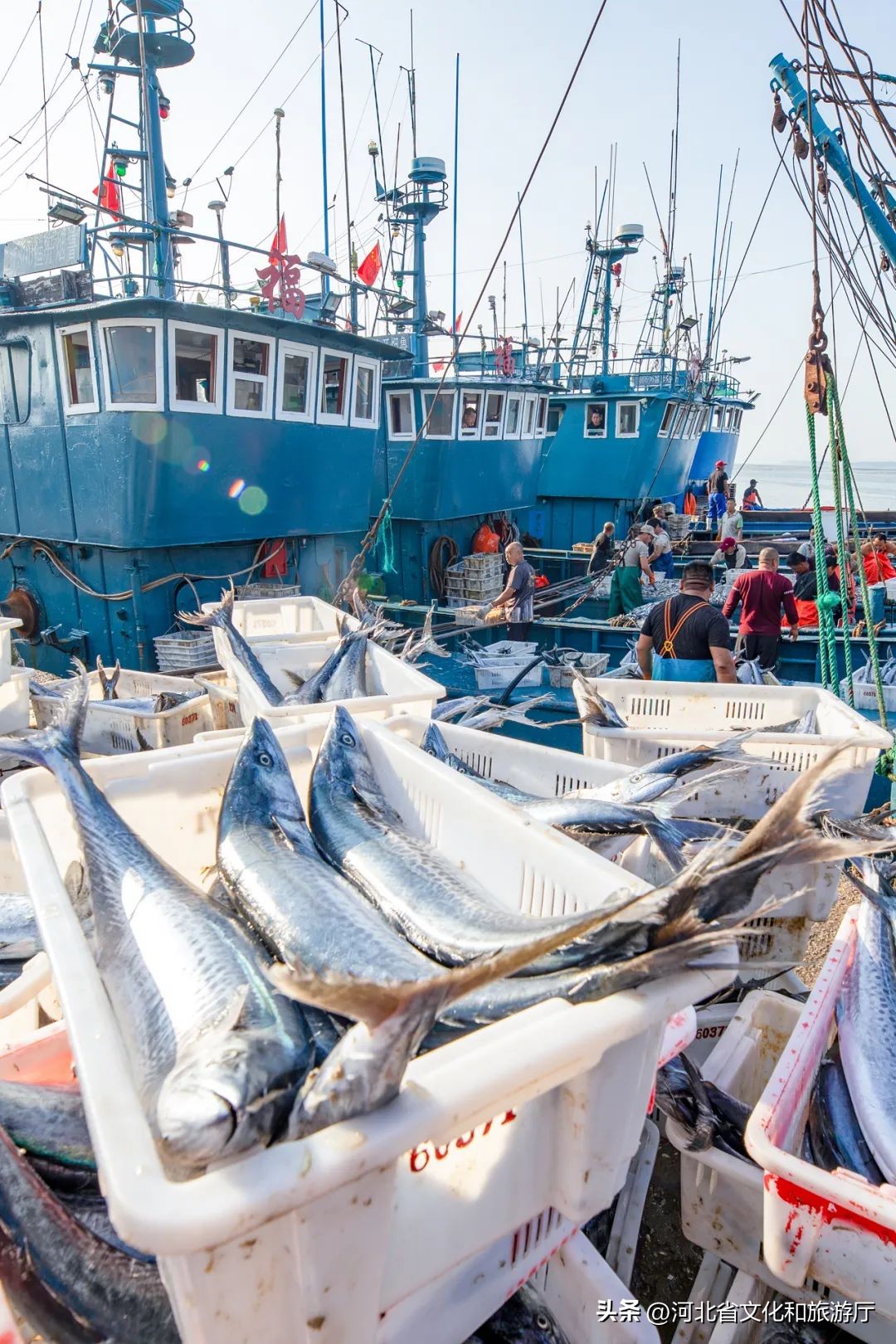 现在海鲜哪种最好吃,现在的海鲜哪个最好吃