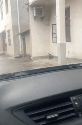 蜜蜂小狗搞笑视频,蜜蜂小狗搞笑剪辑视频