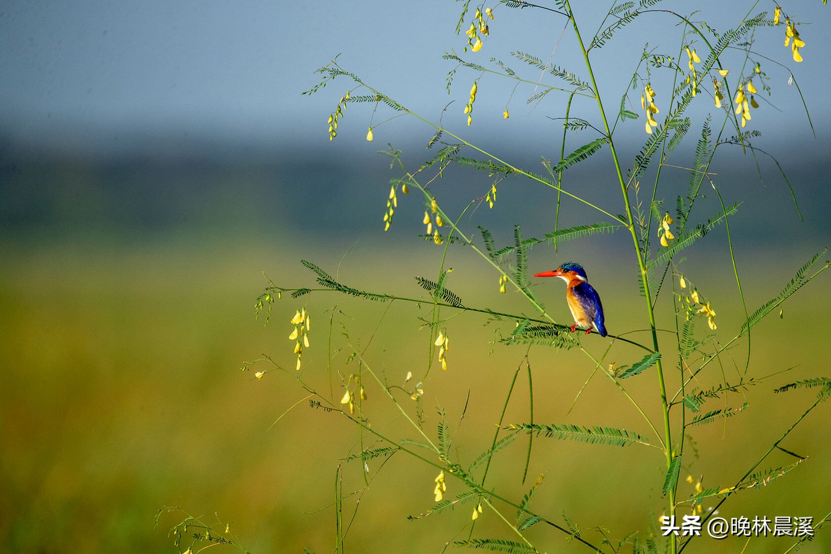 绿色季节：非洲野生动物的光荣照片